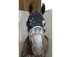 EYE PROTECTOR  EQUIVET OJO DERECHO GRANDE KRUUSE