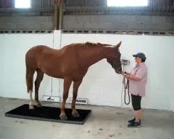 EQUIVET 1000 BALANZA PARA CABALLOS KRUUSE (NDR)